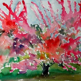 Cherry Tree D
